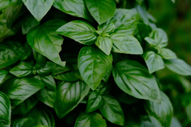 Basil Shortage Basil Shortage