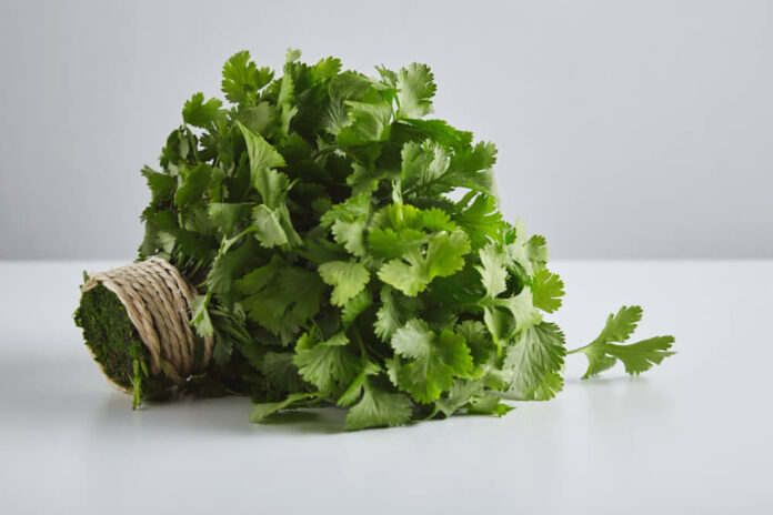 Cilantro Shortage